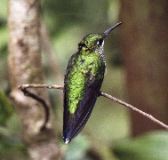 Hummingbird, Monteverde