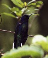 Hummingbird, Monteverde