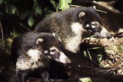 Coatimundi, Monteverde