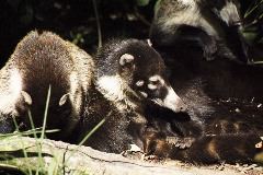 Coatimundi, Monteverde