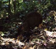 Agouti, Monteverde