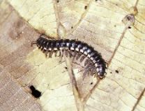 Millipede, Selvatura