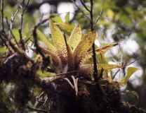 Bromeliad, Selvatura