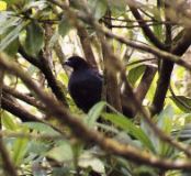 Black Guan, Selvatura