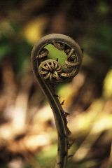 Large Fiddlehead, Selvatura