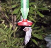 Bat at Hummingbird feeder, Monteverde