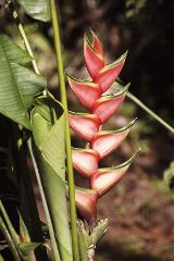 Flower, Arenal