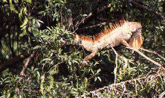 Male Iguana, Between Arenal and La Paz