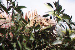 Male Iguana, Between Arenal and La Paz