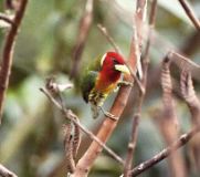 Red-headed Barbet, Braulio Carillo