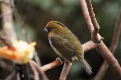 Prong-billed Barbet, Braulio Carillo