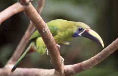 Emerald Toucanet, Braulio Carillo