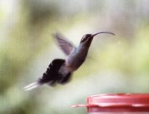 Green Thorntail Humming Bird, Braulio Carillo