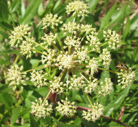 Flower & Bee